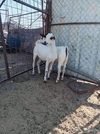 تيوس ذبايح بيشيه 0