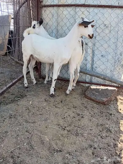 تيوس ذبايح بيشيه 1
