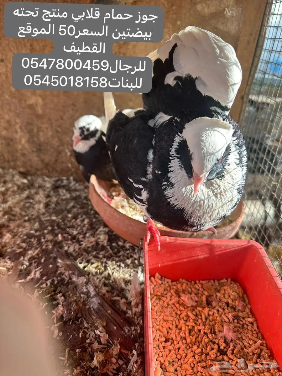 جوز حمام قلابي مع بيضتين 0