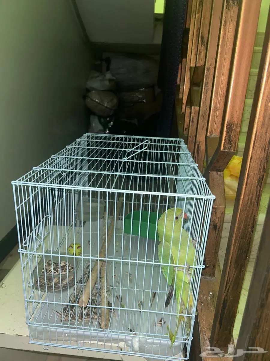 ببغاء درة 2