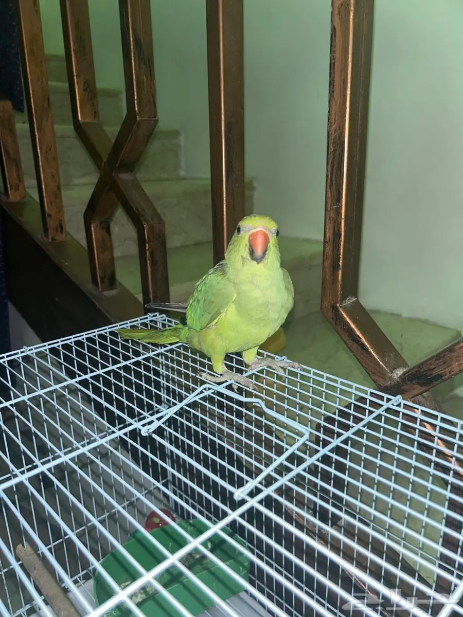 ببغاء درة 1