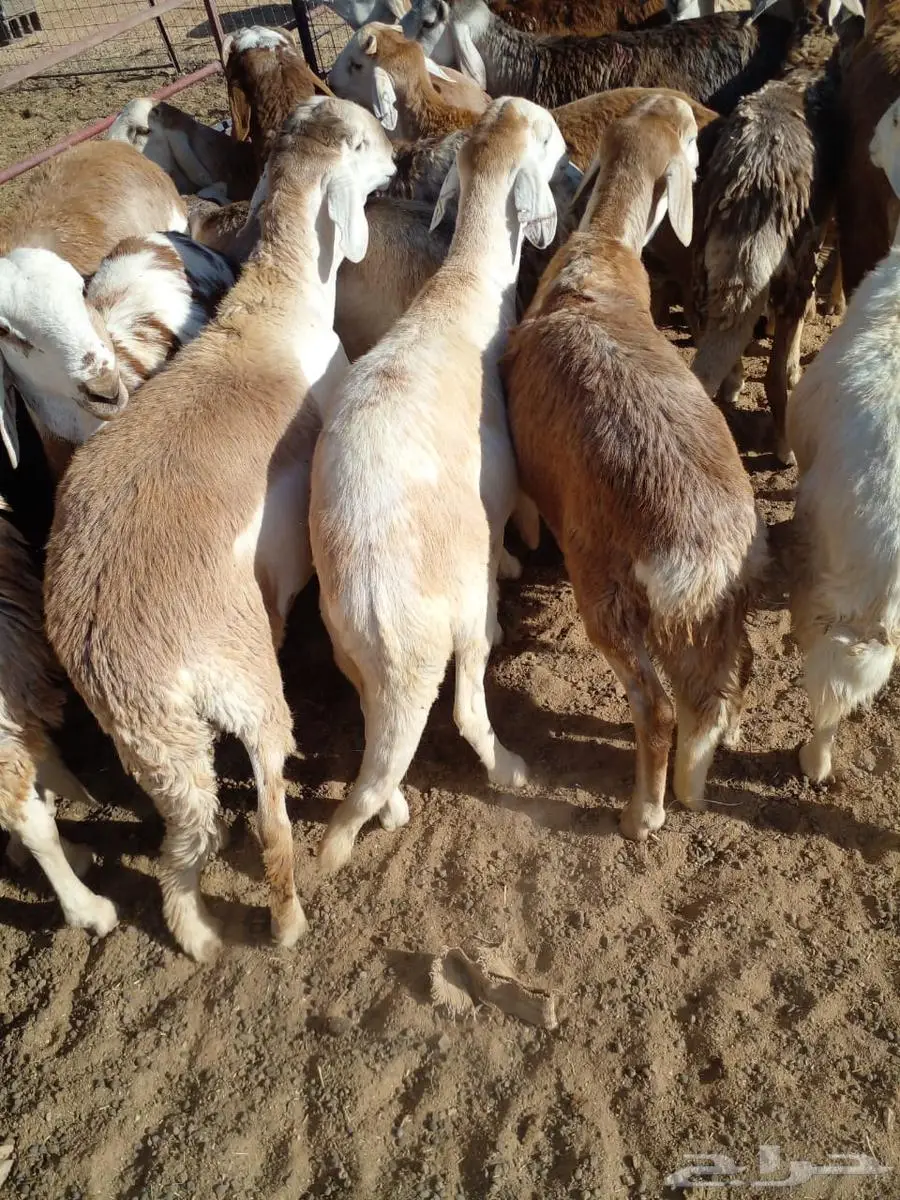 طليان سواكني مرابي فل للمناسبات والزواجات 3