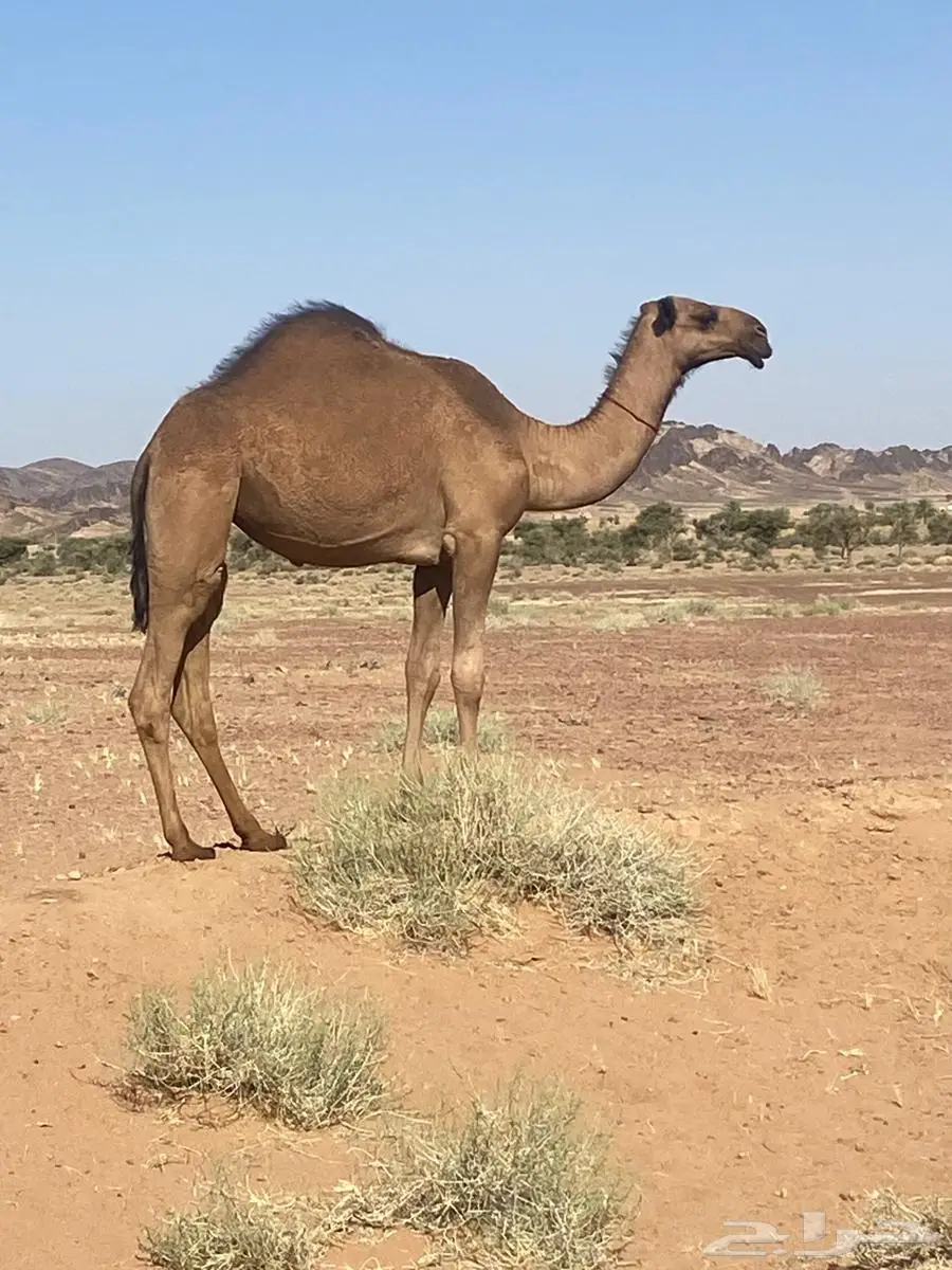 مفروده طيبية للبيع صفراء دبيانية 2