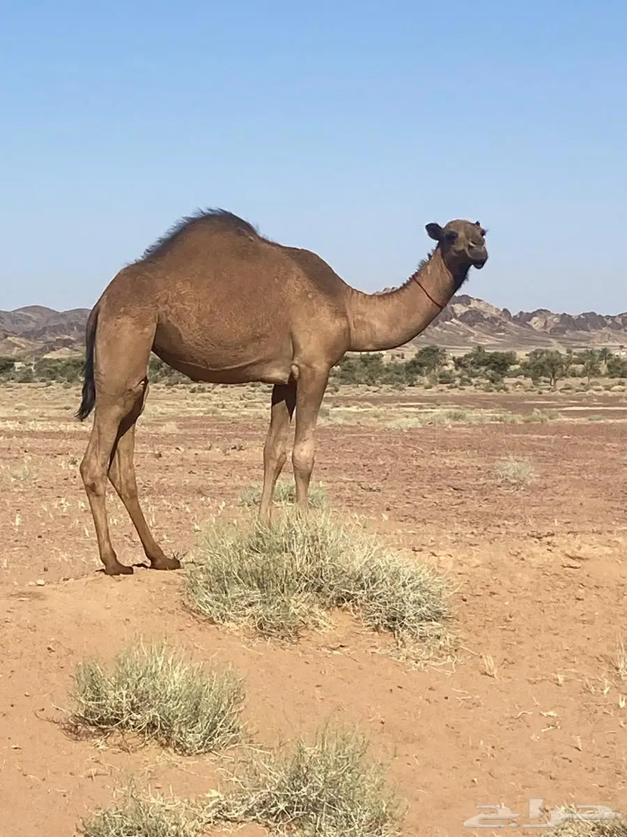 مفروده طيبية للبيع صفراء دبيانية 3