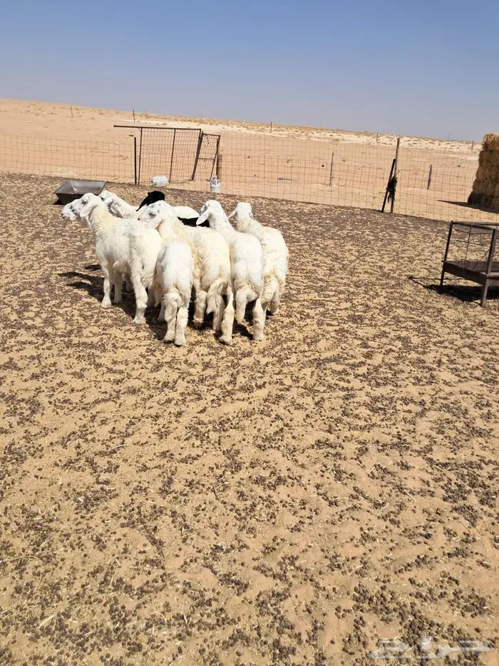 خرفان حريات طيبات 1