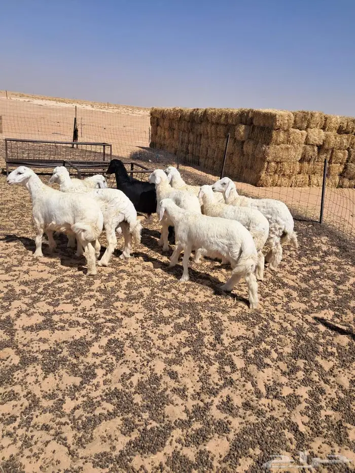 خرفان حريات طيبات 0