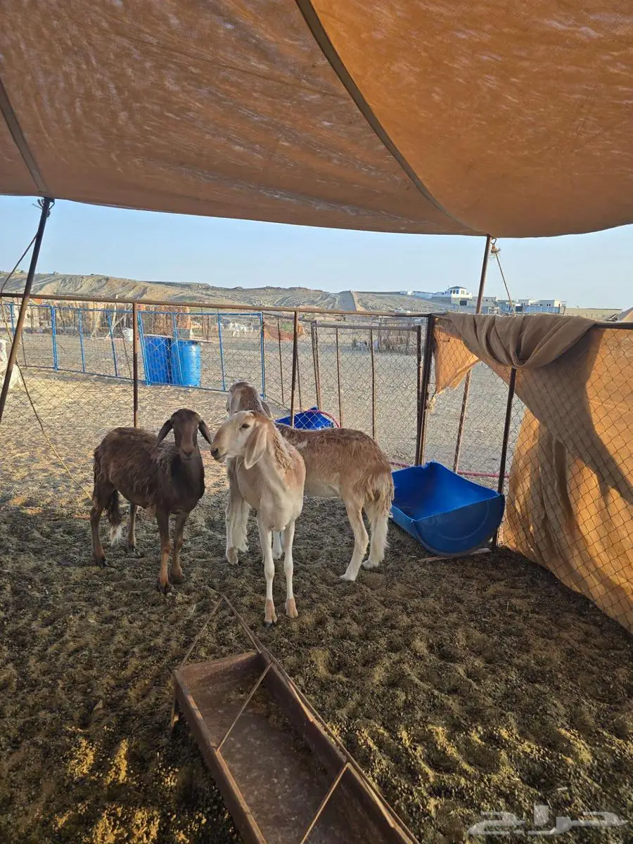 سواكن عدد 3 للبيع مع الفحل 1