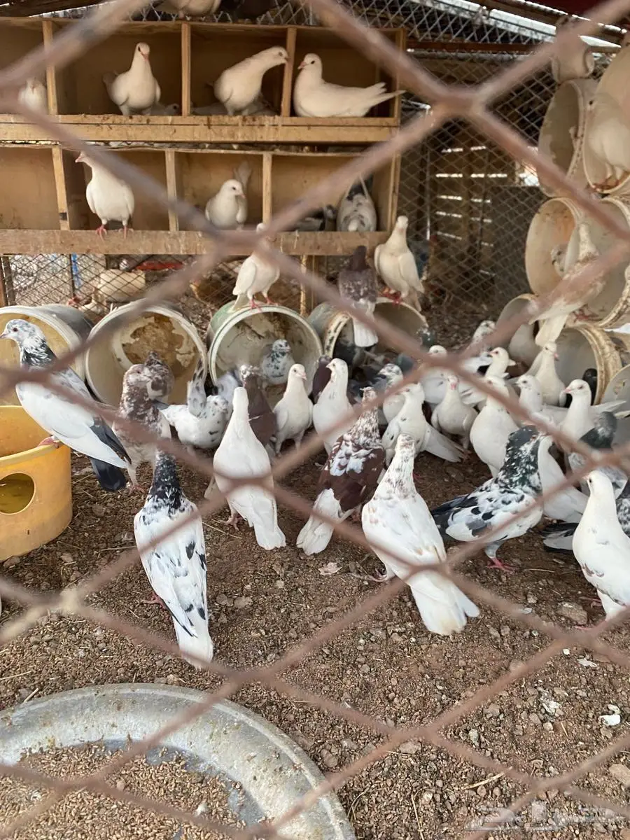 للبيع حمام مشكل هندي وعايدي وفرنسي 0