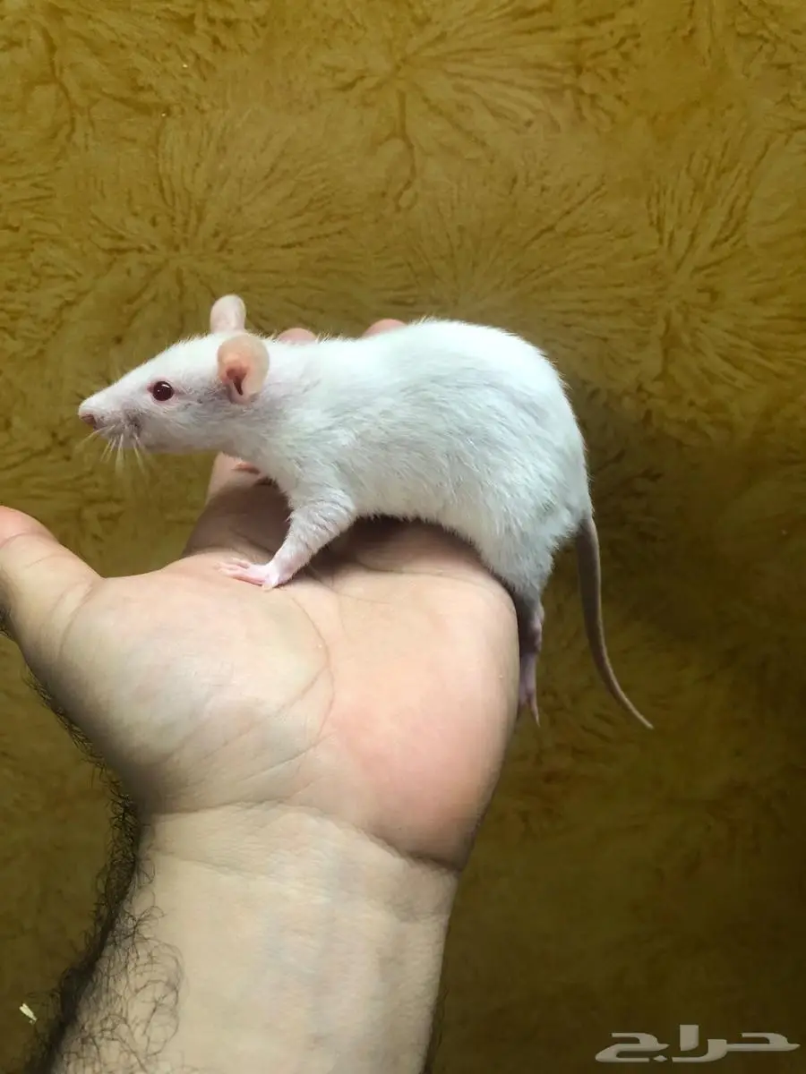 جرذان حيه Rats لتعليف الزواحف والطيور 0