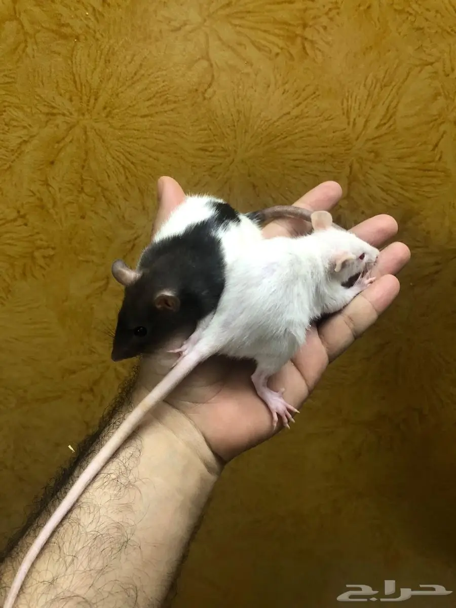 جرذان حيه Rats لتعليف الزواحف والطيور 1
