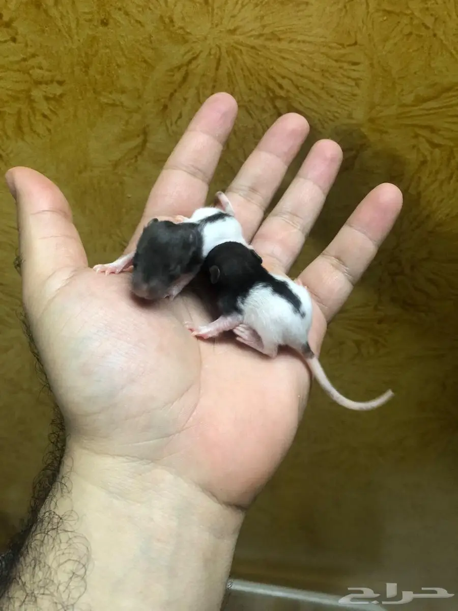 جرذان حيه Rats لتعليف الزواحف والطيور 2