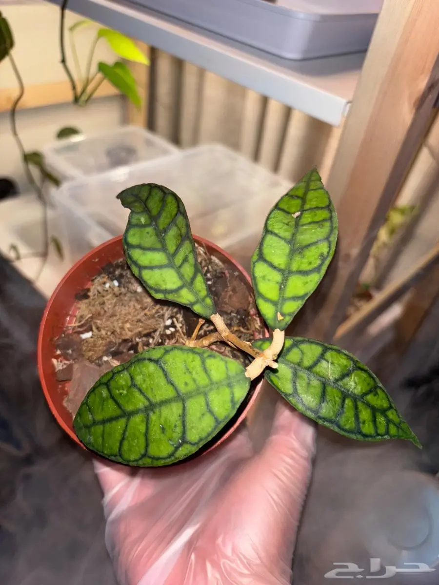 نباتات hoya والوكاسيا نادرة جدا  في السوق المحلي 3