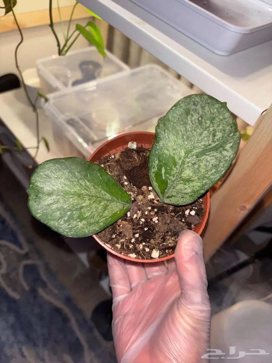 نباتات hoya والوكاسيا نادرة جدا  في السوق المحلي 2