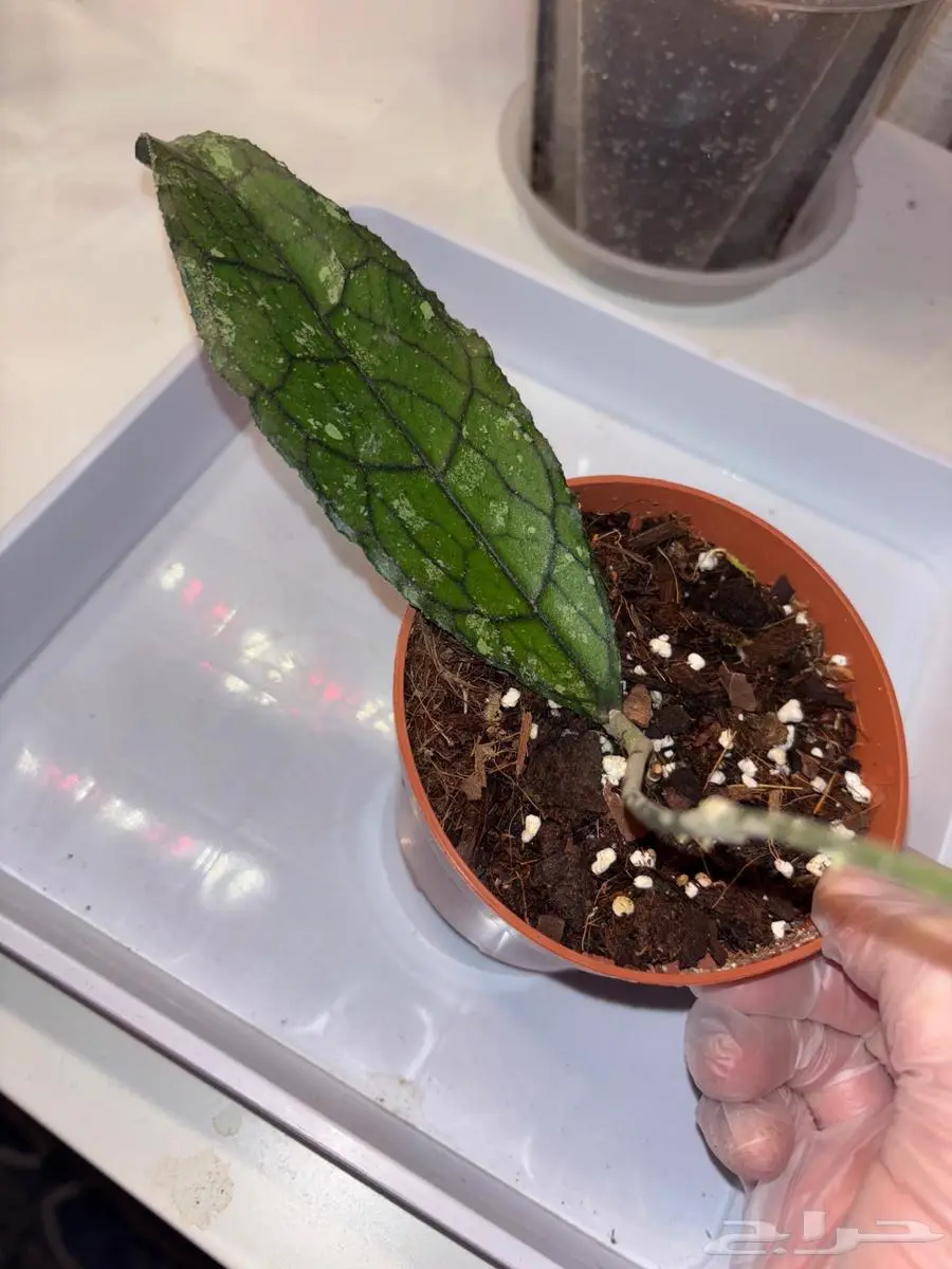 نباتات hoya والوكاسيا نادرة جدا  في السوق المحلي 1