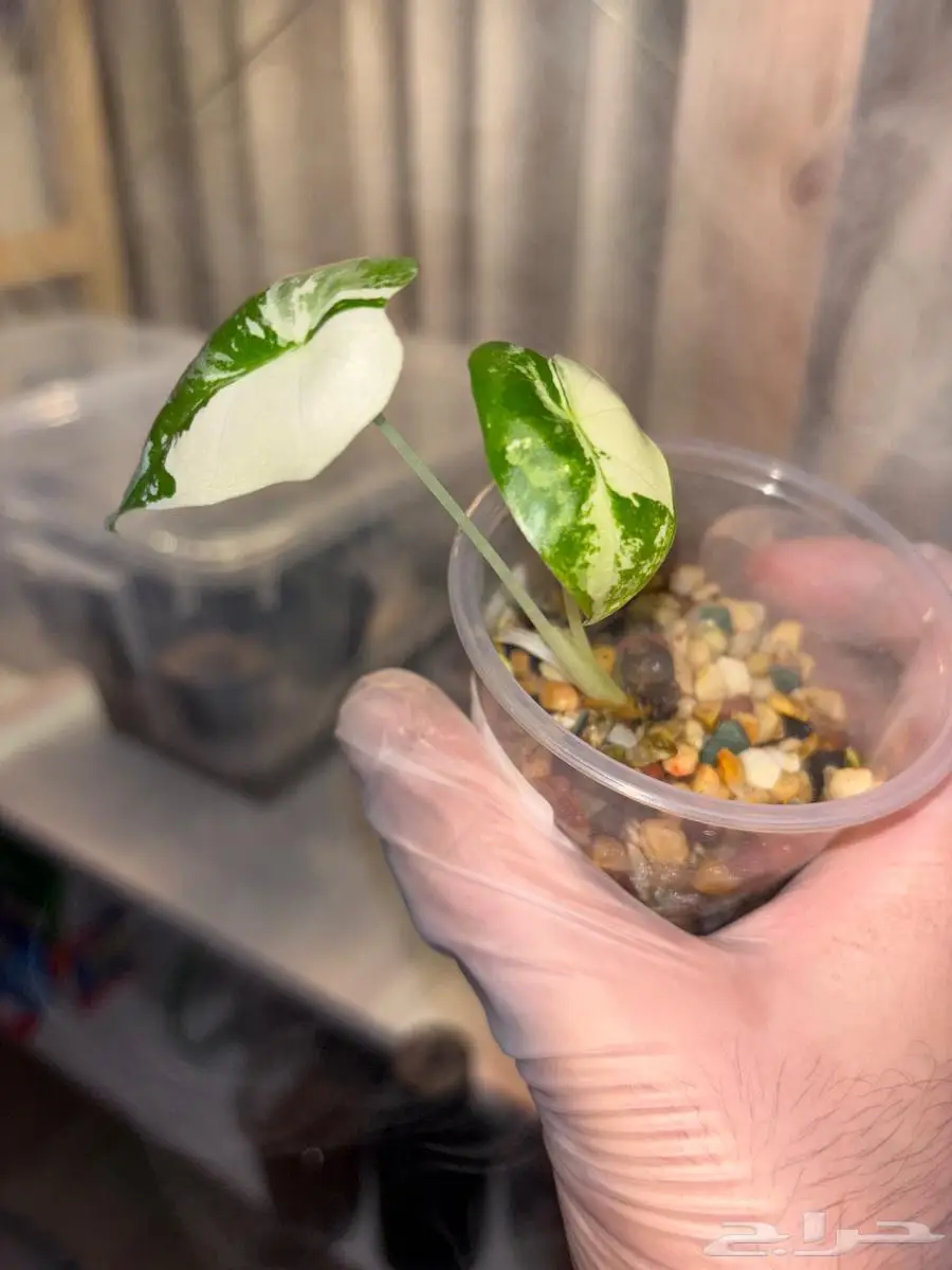 نباتات hoya والوكاسيا نادرة جدا  في السوق المحلي 0