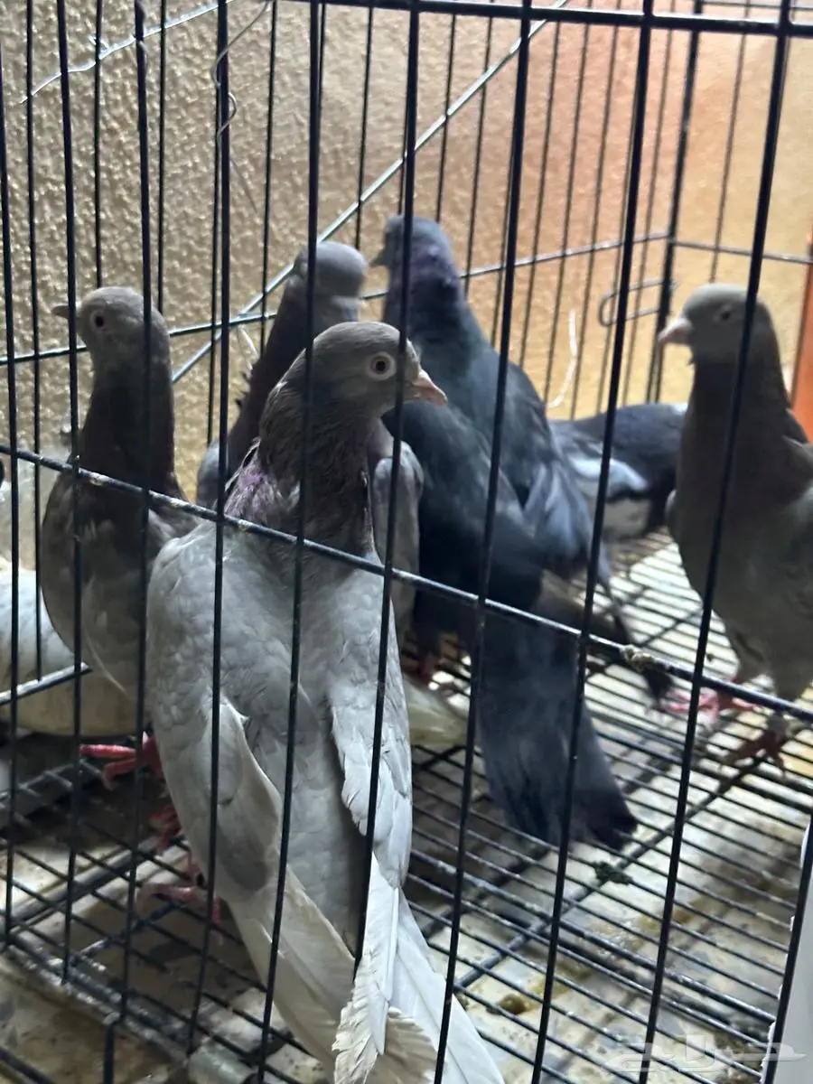 للبيع طيور لوت العدد 6 2