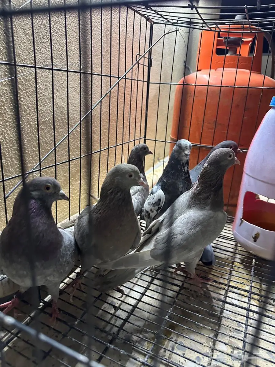 للبيع طيور لوت العدد 6 1