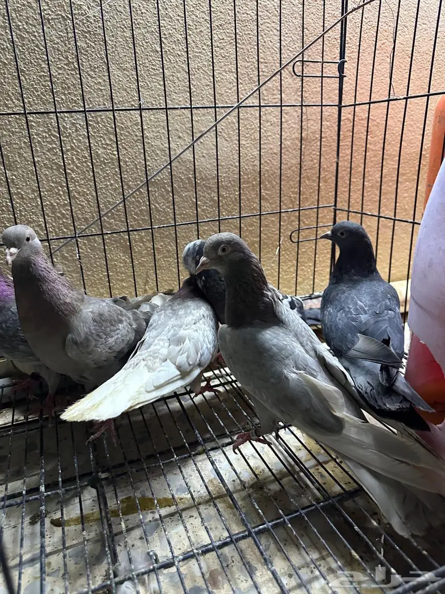 للبيع طيور لوت العدد 6 0