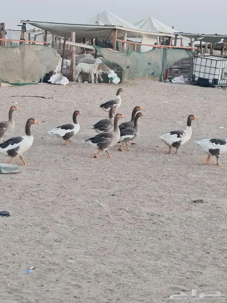 وز للببع العدد تقريبا 15 1