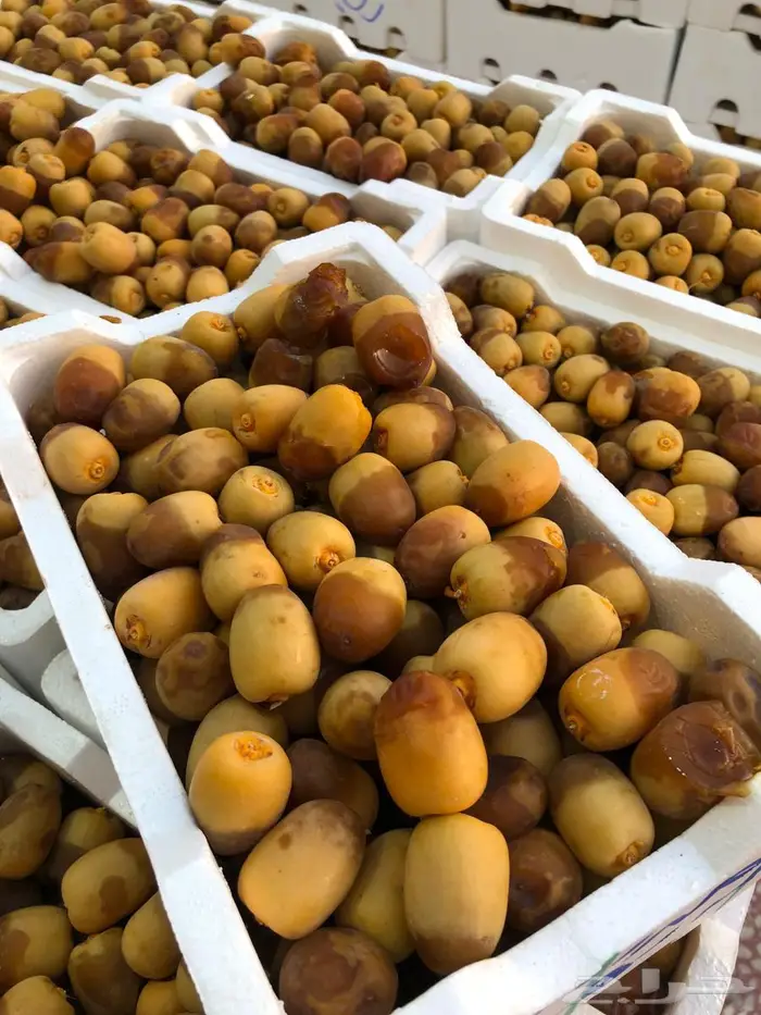 روثانة 2