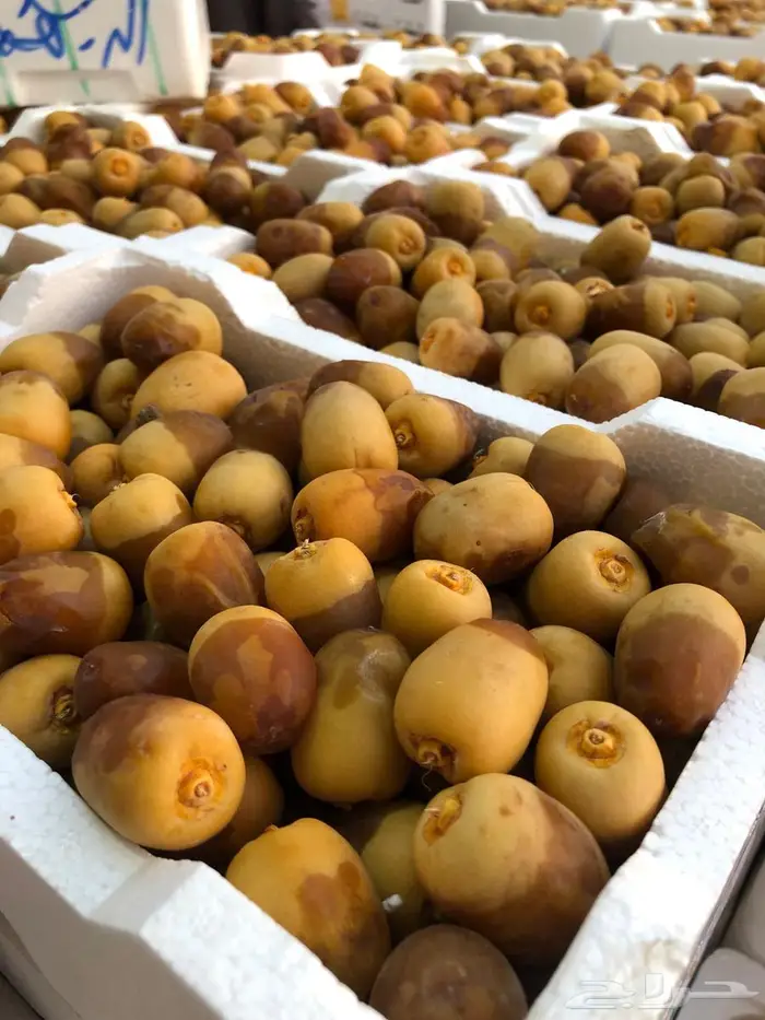 روثانة 1