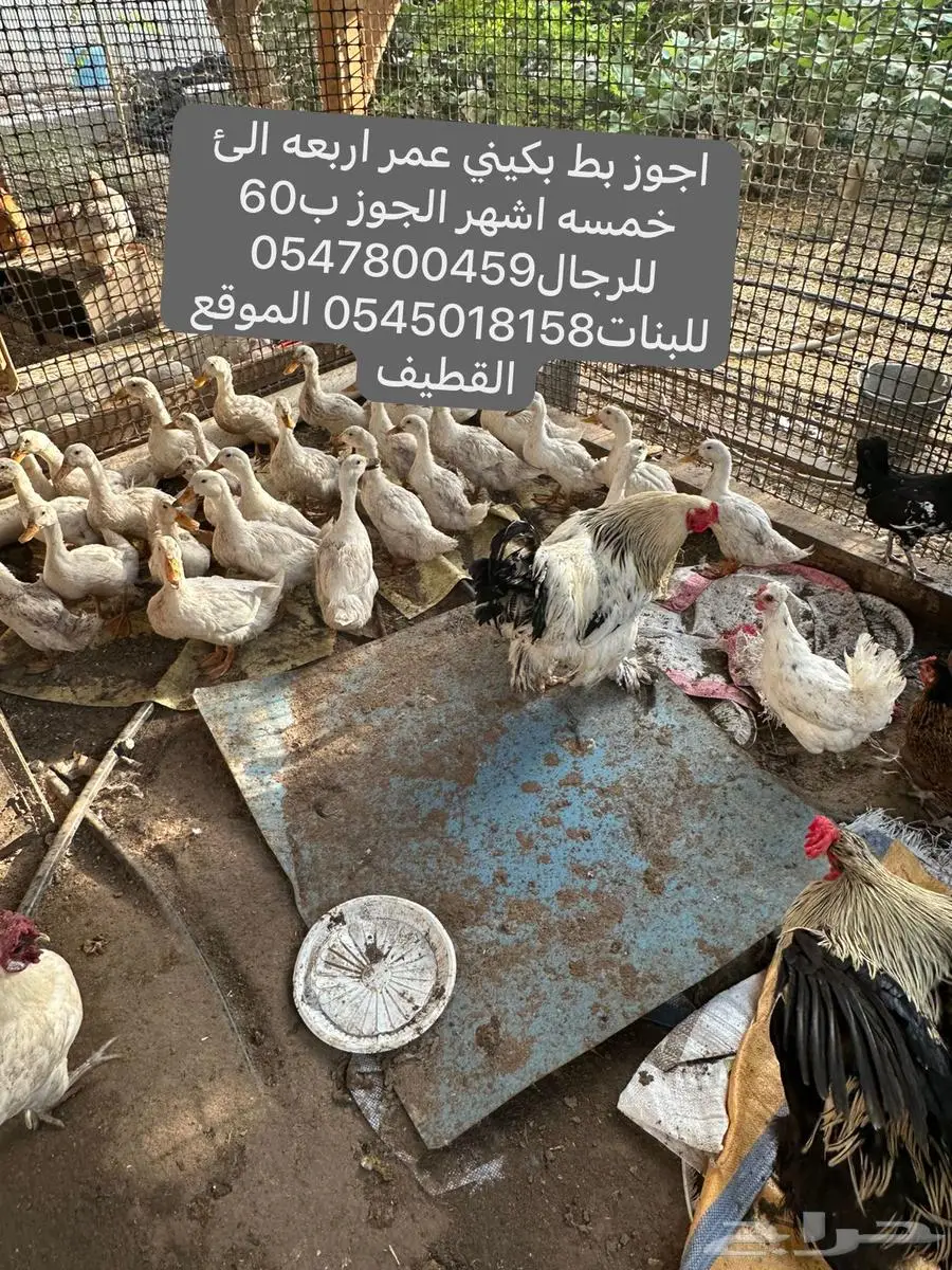 بط بكيني اجوز 0