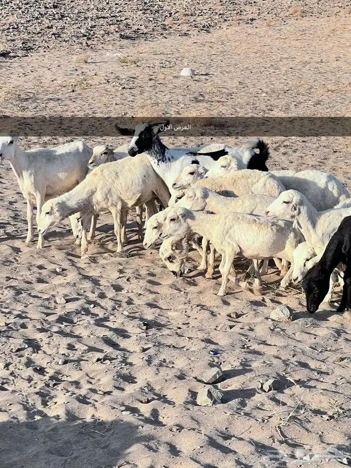 طليان ورخال 0