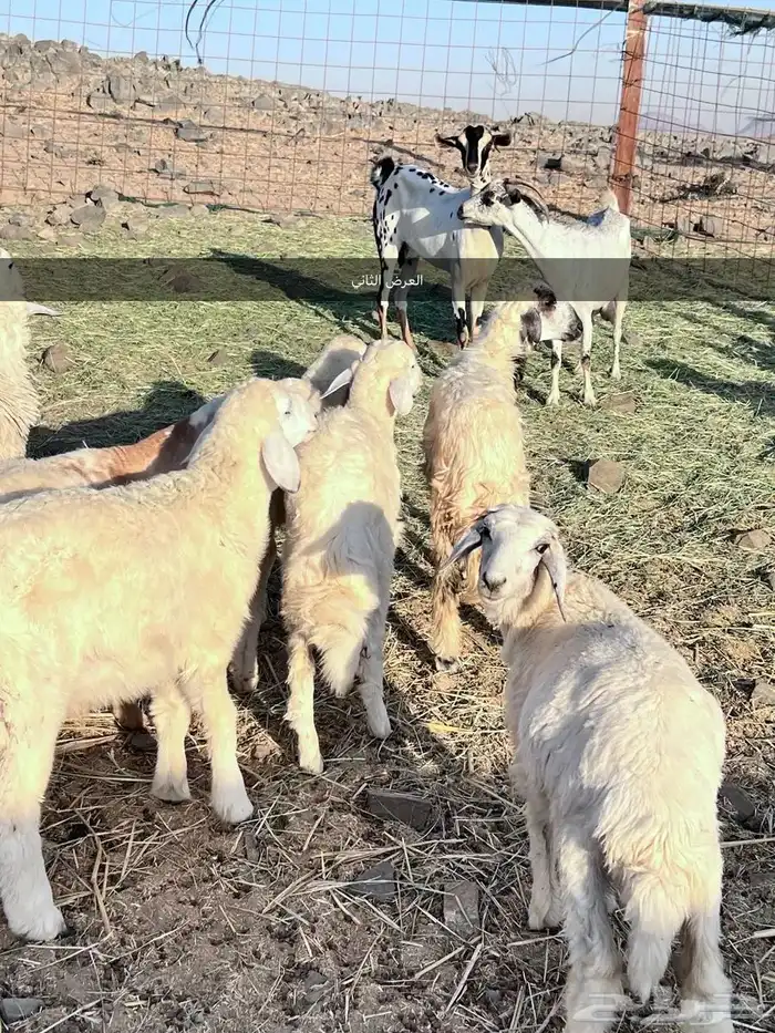 طليان ورخال 4