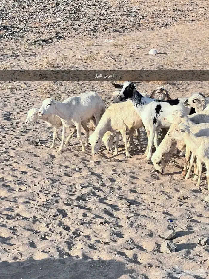 طليان ورخال 2