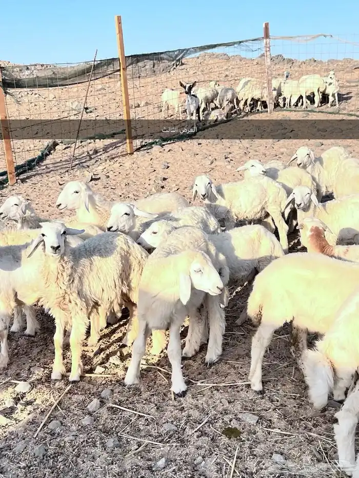 طليان ورخال 6