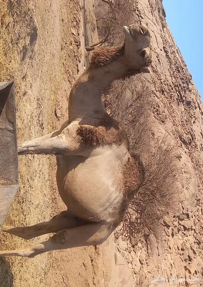 قعود طيب للبيع 0