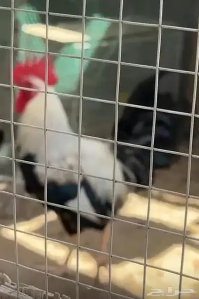 دجاج دندراوي 0