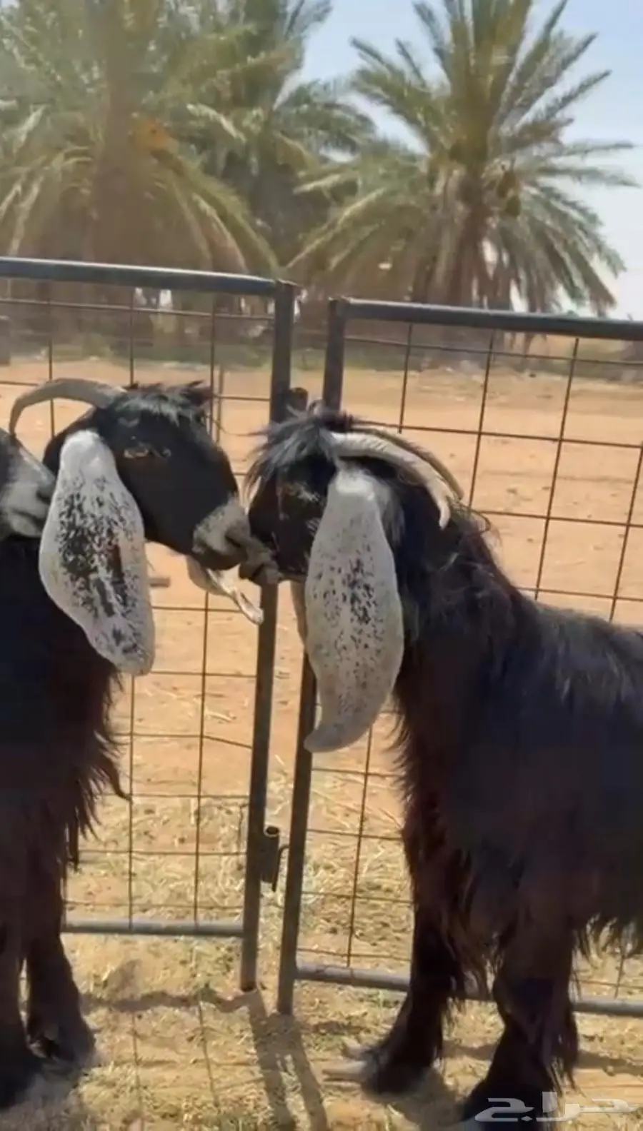 معزا فواخر عوارض 2