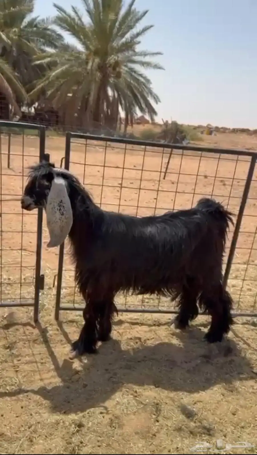 معزا فواخر عوارض 0