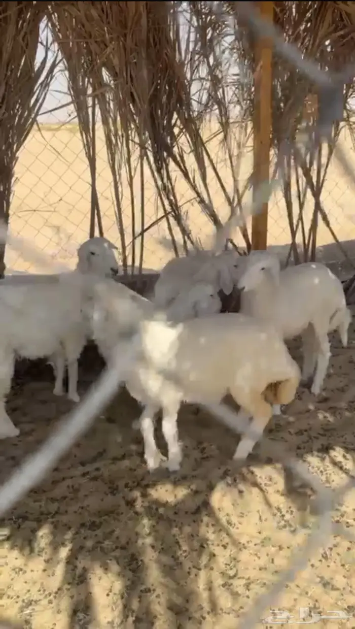 ذبايح هرافى حريات 1