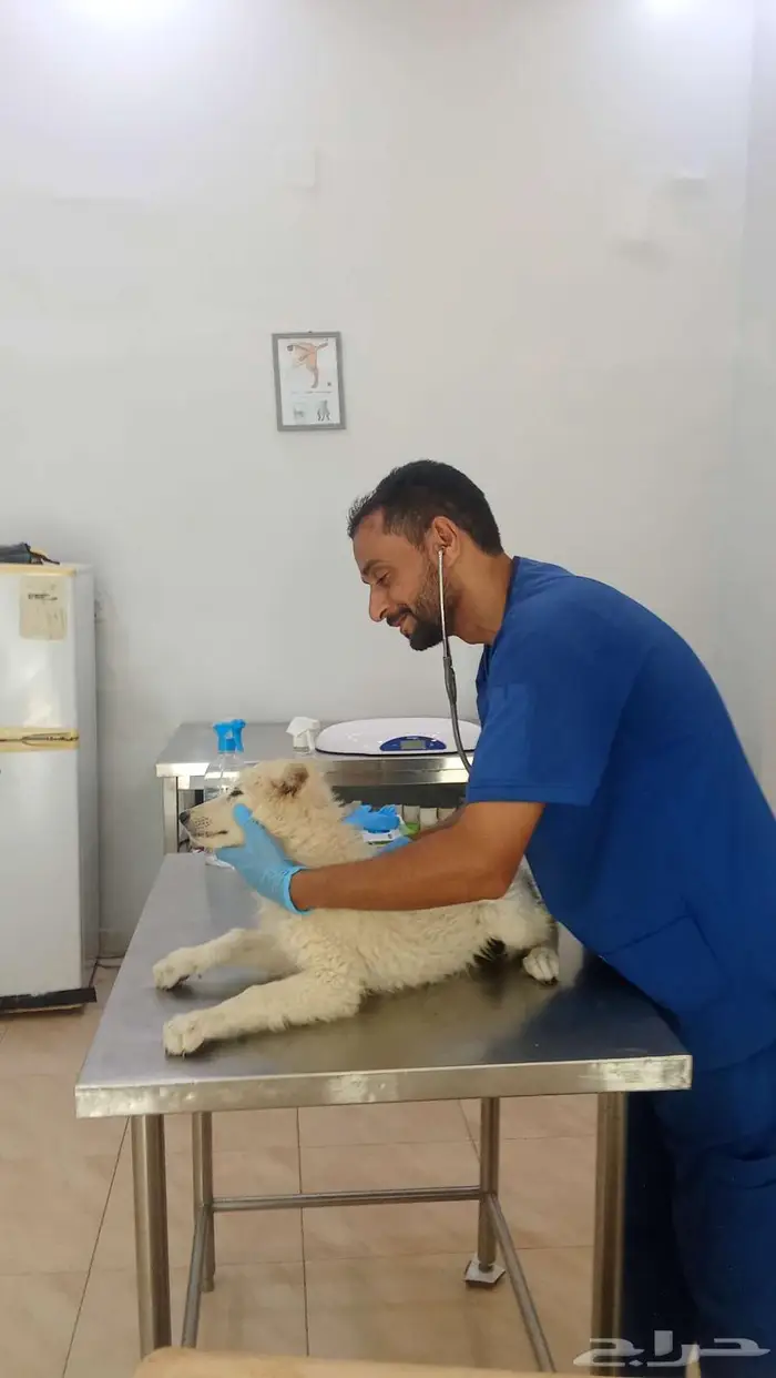 عيادة طوارئ طبية بيطرية بالرياض 0