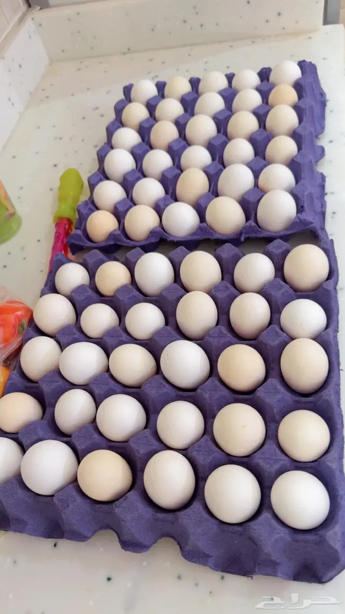 بيض بلدي اكل 1
