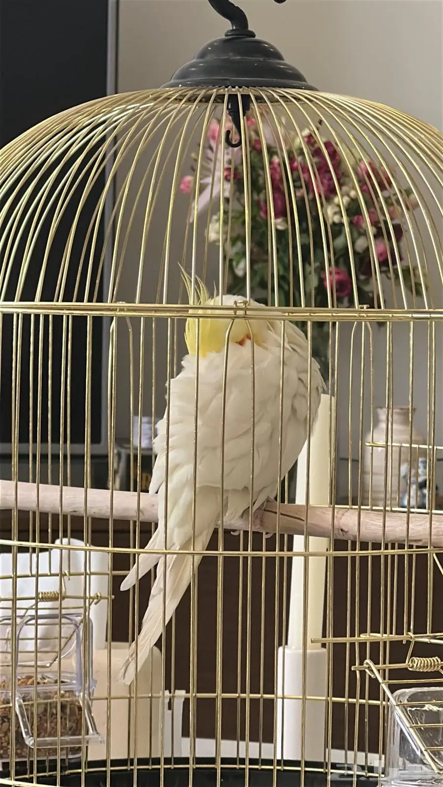 للبيع مع كامل ملحقاتهم كروان 8 اشهر و فرخ كروان عمره شهر ونص 0