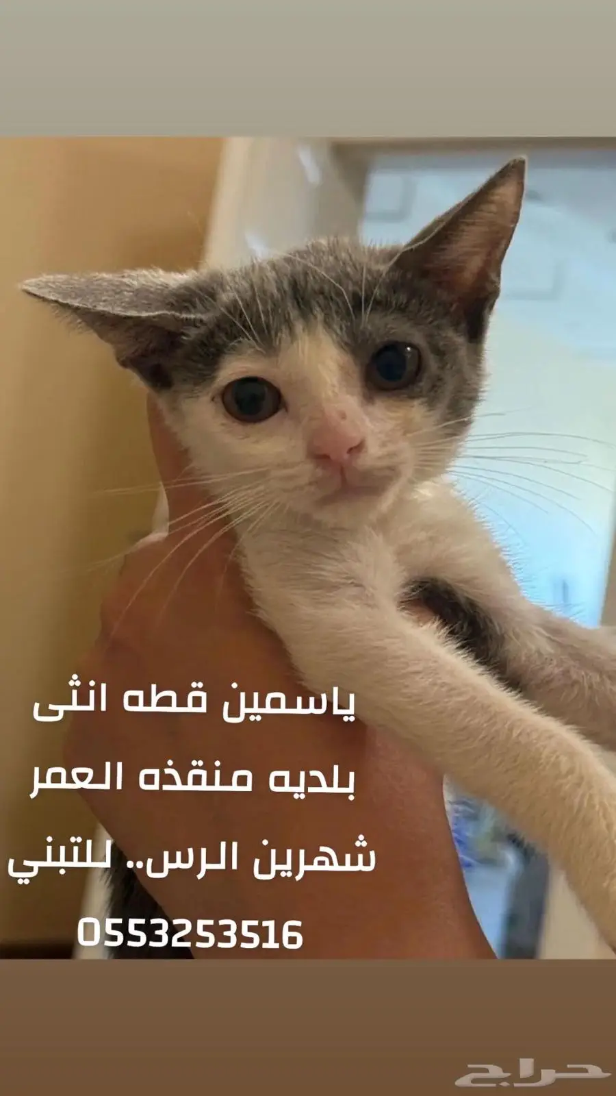 قطط تبني الرس 0