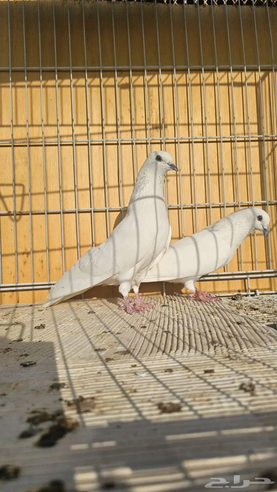 باكستاني وحشي ابيض صك 4