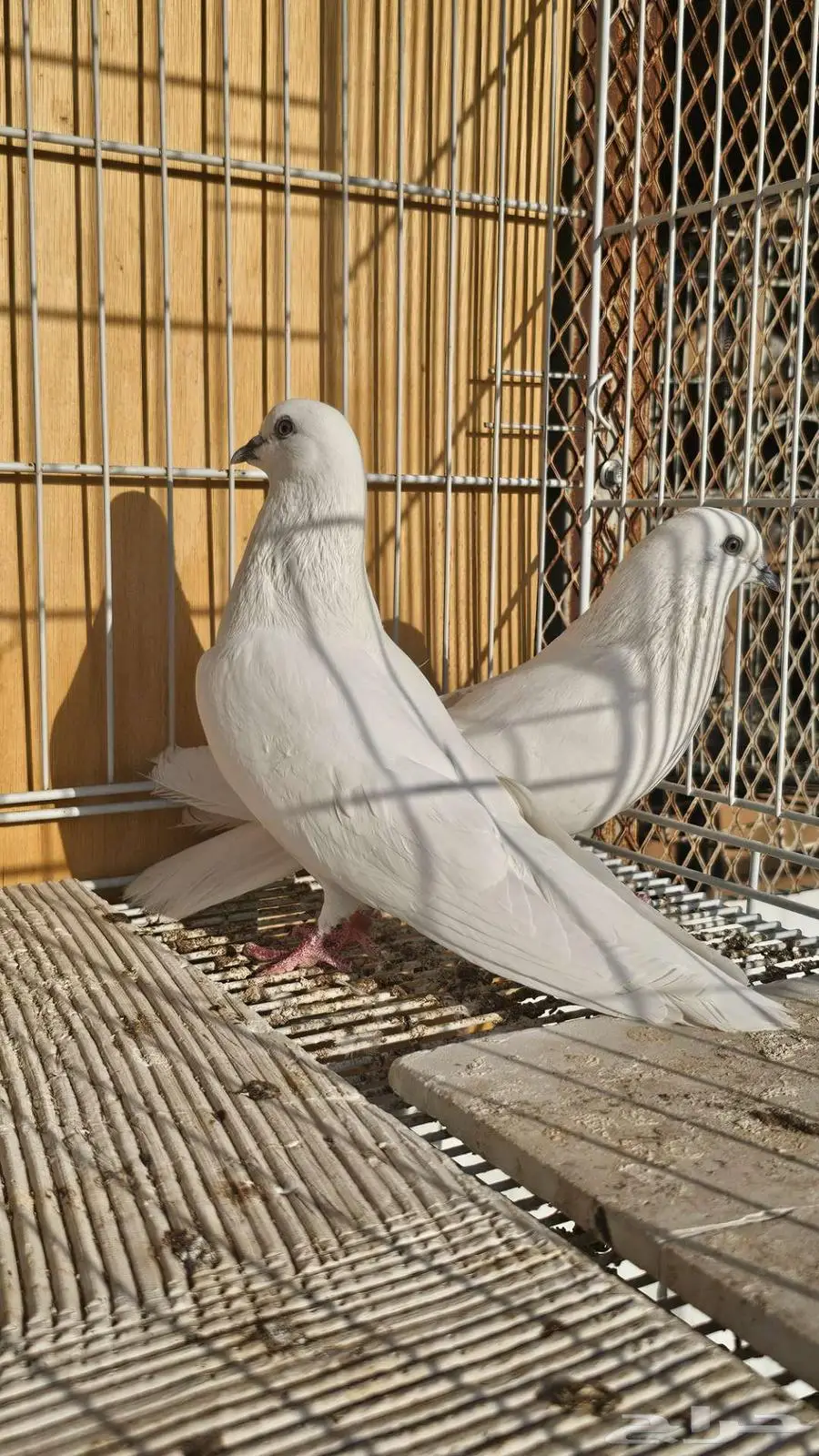 باكستاني وحشي ابيض صك 5