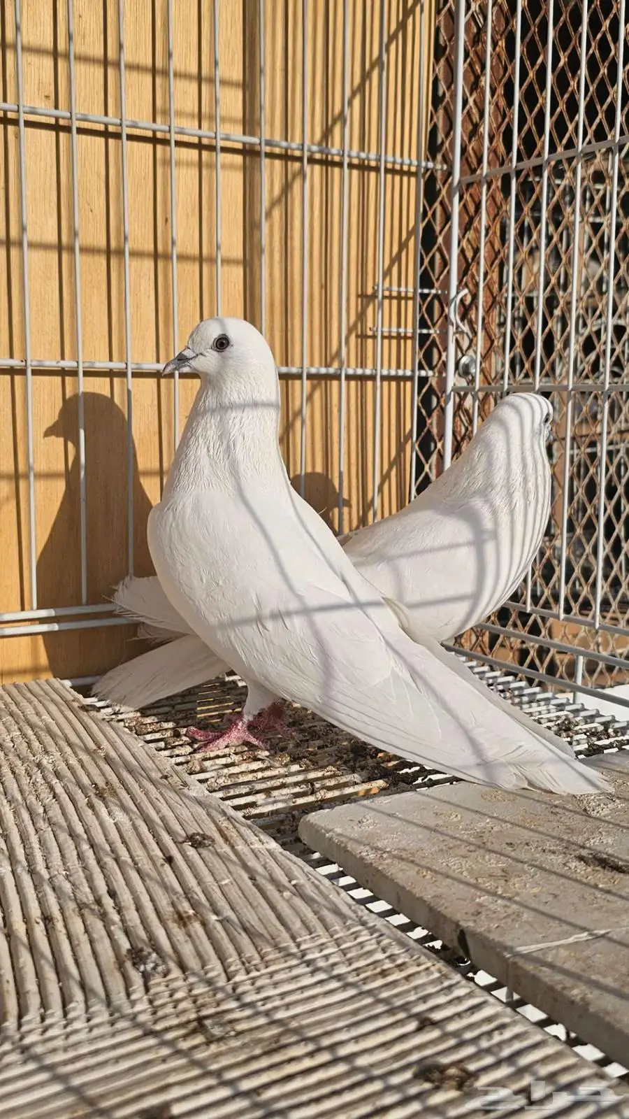 باكستاني وحشي ابيض صك 2
