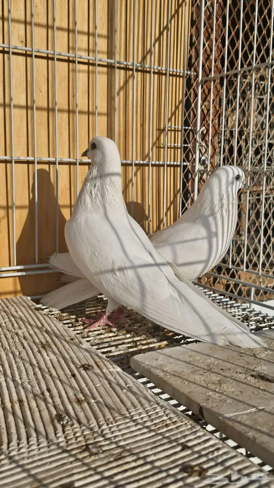 باكستاني وحشي ابيض صك 1