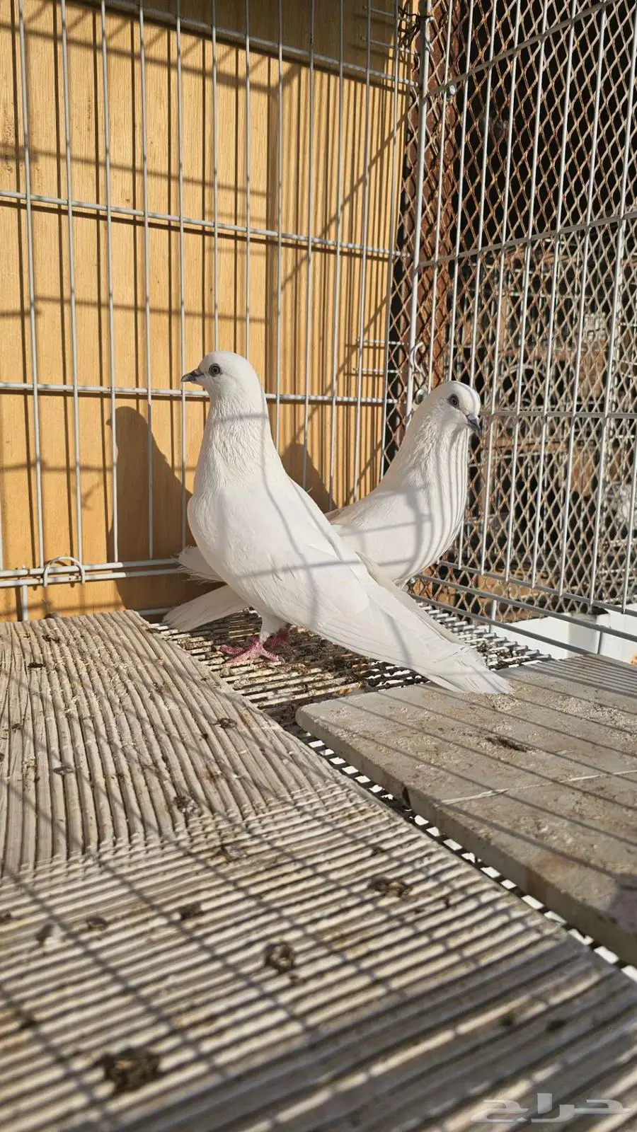 باكستاني وحشي ابيض صك 0