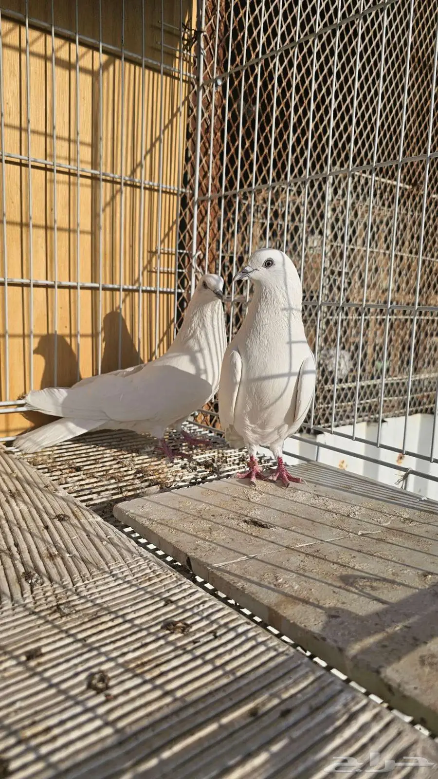 باكستاني وحشي ابيض صك 3