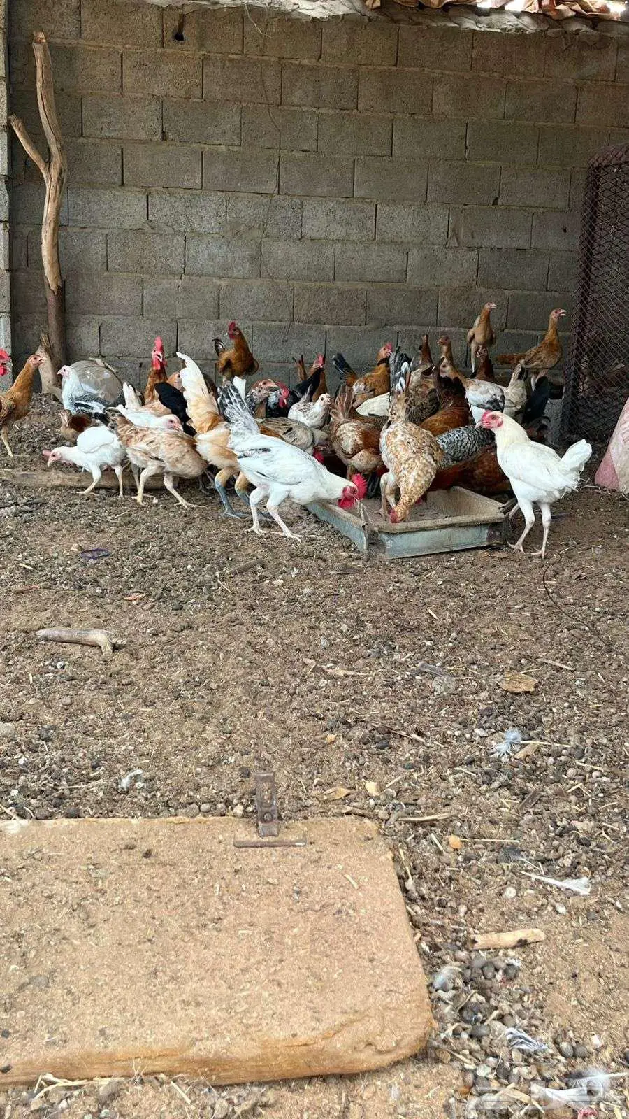 ديوكه بلدي 2