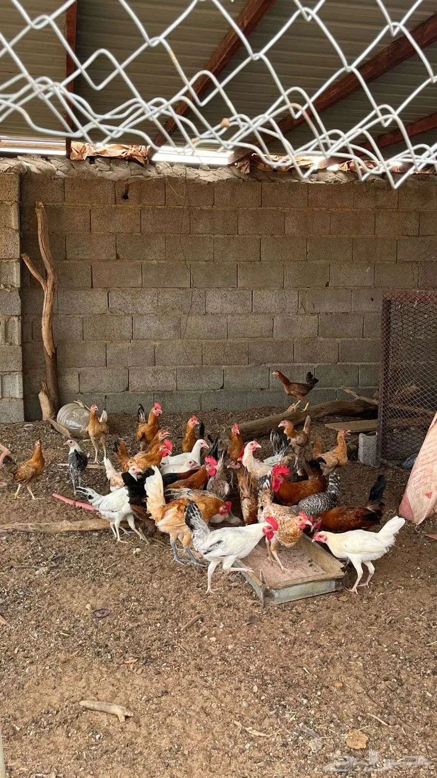 ديوكه بلدي 0