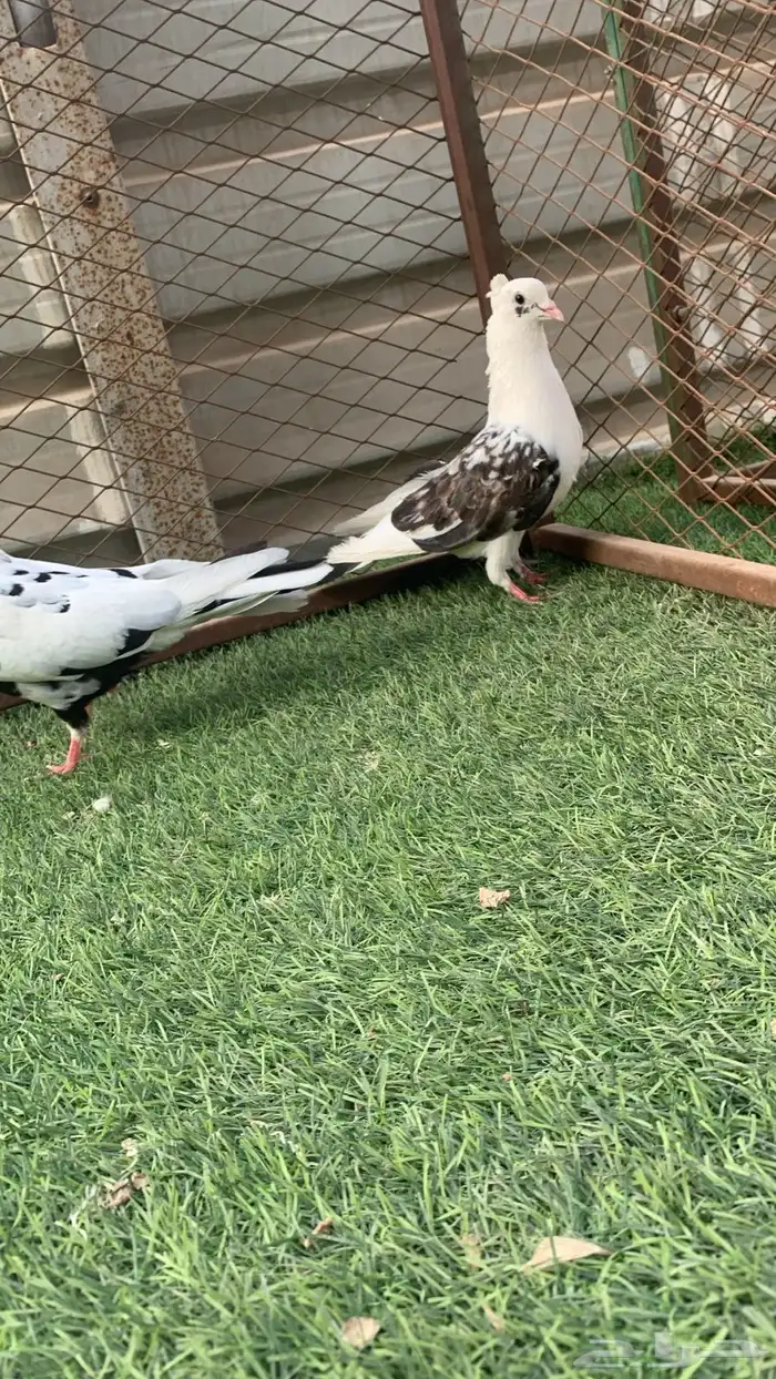 للبيع جوز قندي شرط صحه و نضفه 1