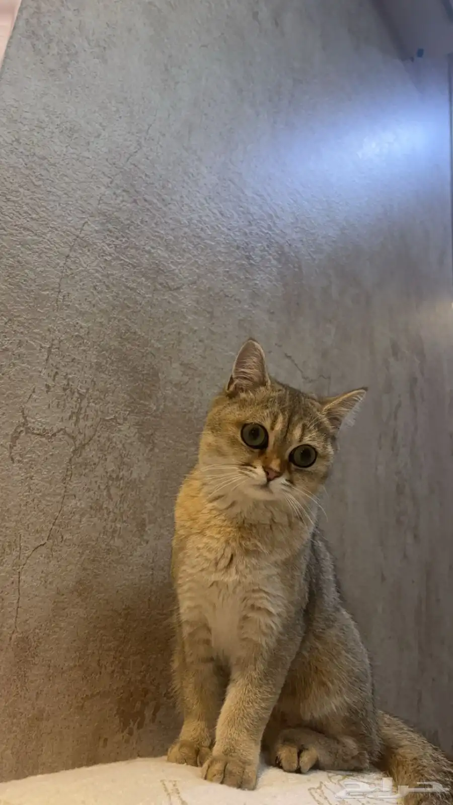 قطط سكوتش 12