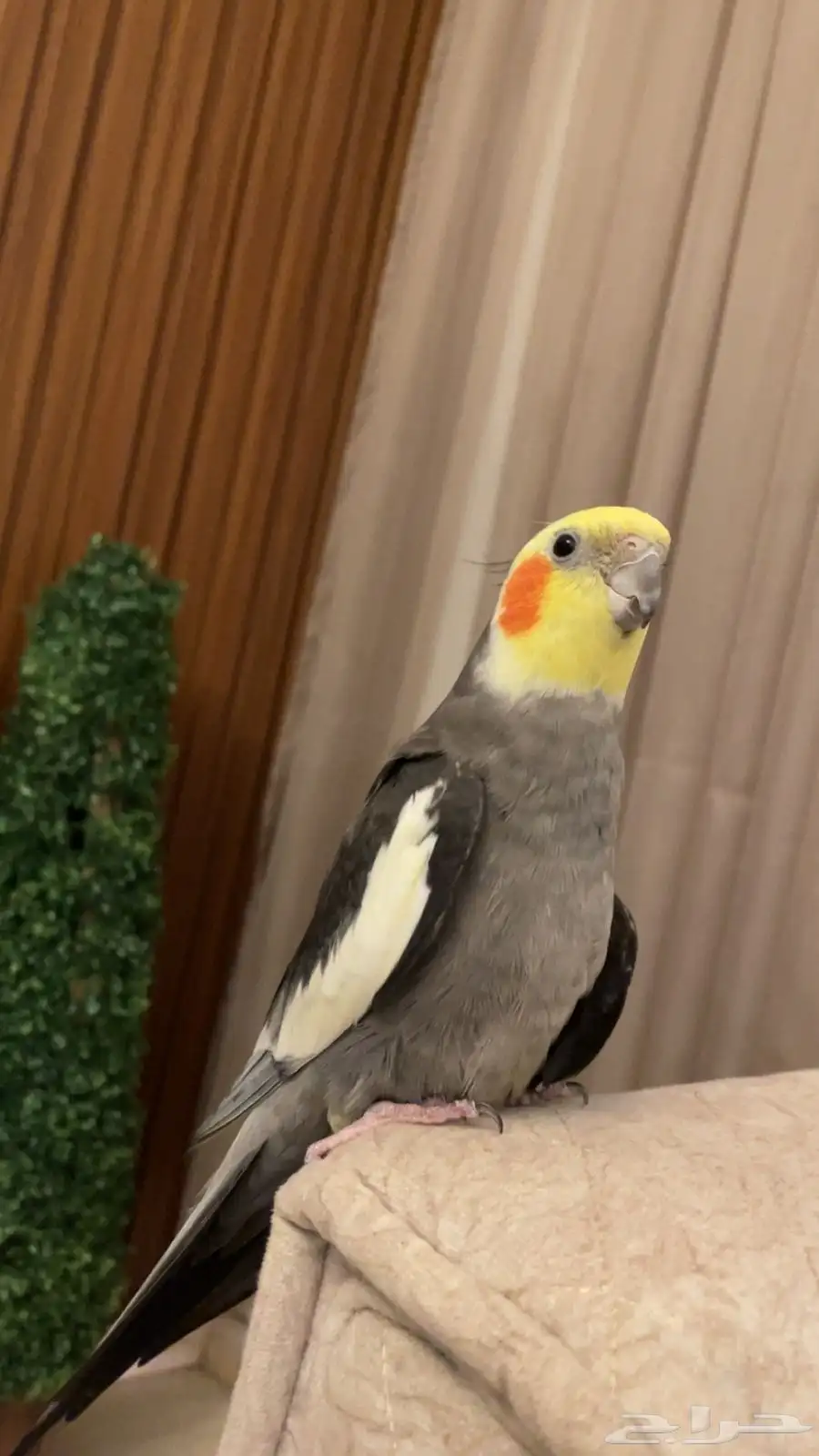 اتبنى جميع انواع الطيور والفروخ سليمه او مريضه 2